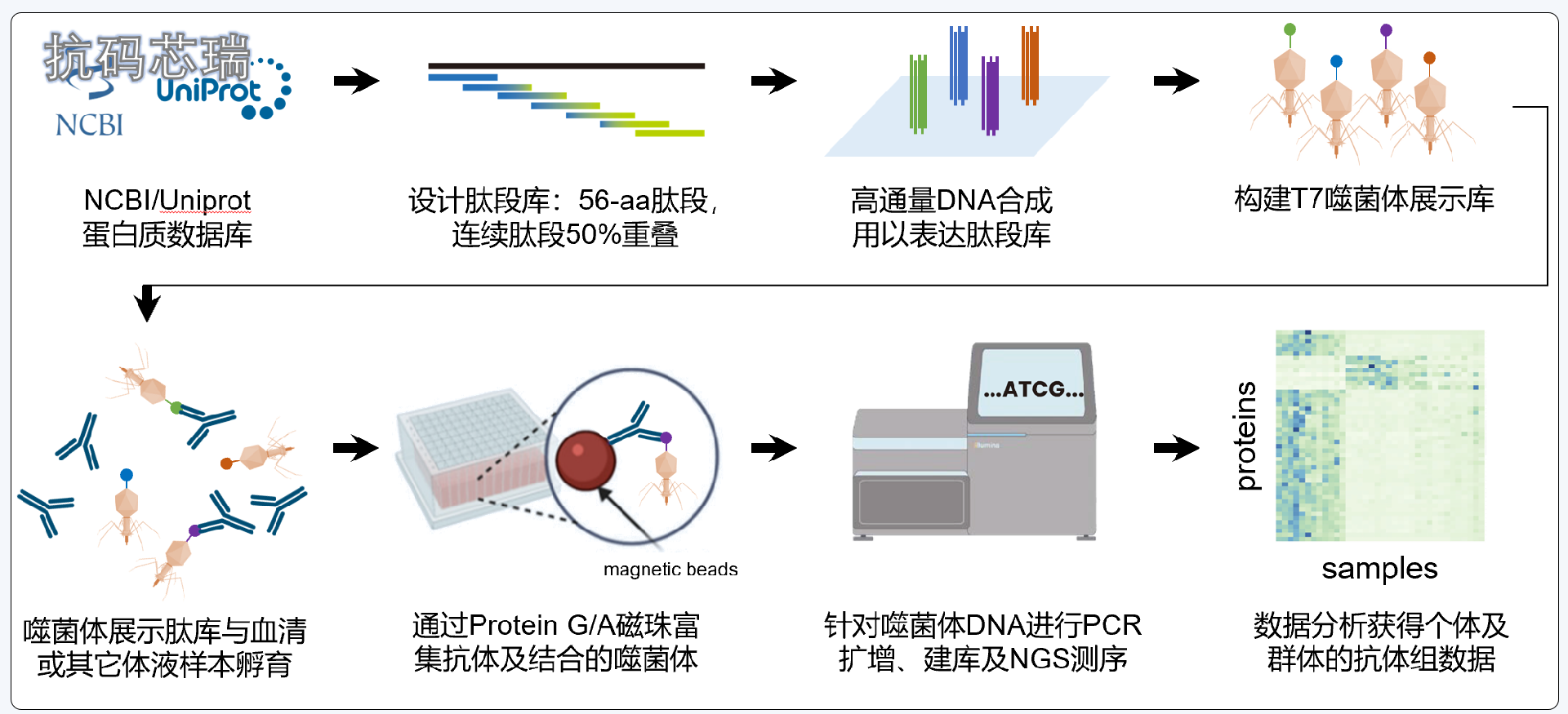 phip-seq流程图.png